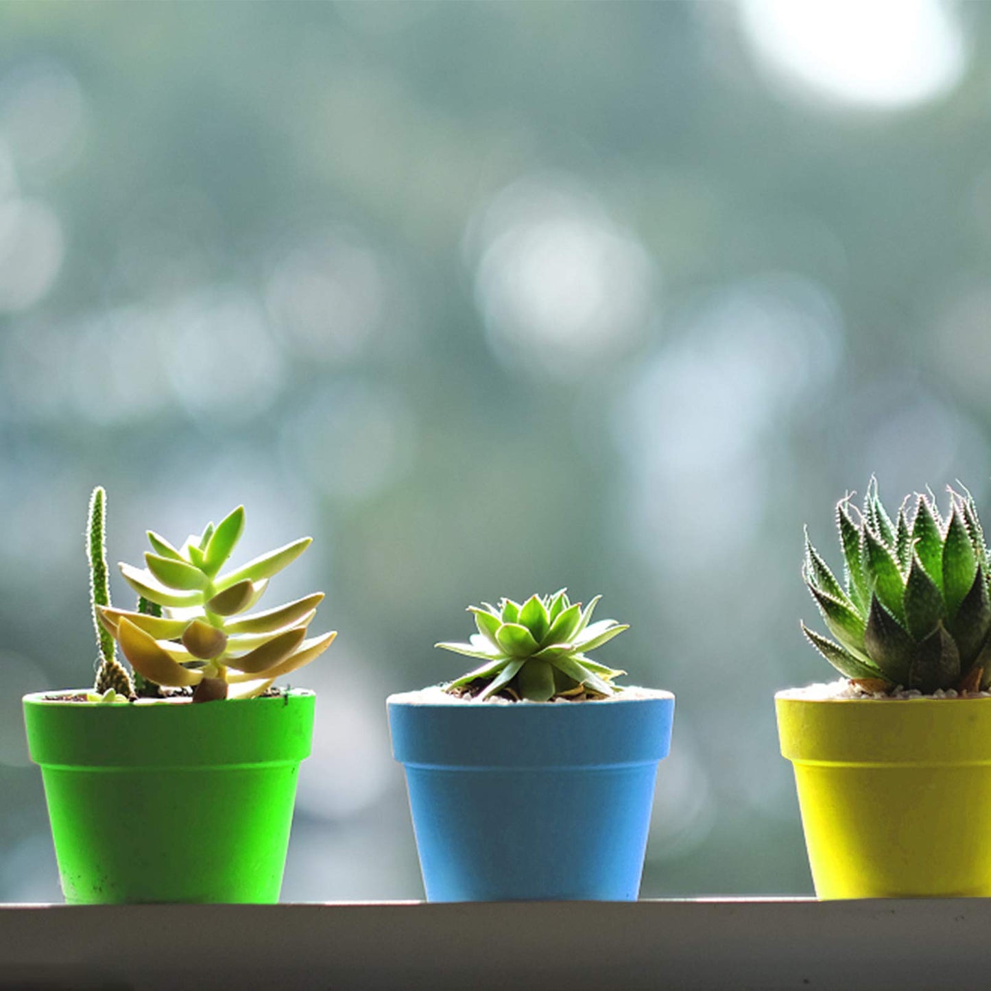 25 Packs Cupcake Plant Nursery Pots with Humidity Dome - 3" Flower Pots with with Lids & Trays - Planting Containers Cups for Indoor Outdoor Plant Succulent Display (Mixed Color)
