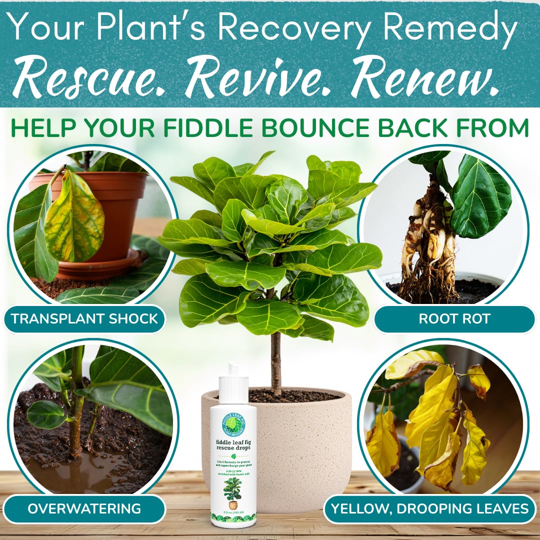 Fiddle Leaf Fig Rescue Drops by Fiddle Leaf Fig Plant Resource | 3-in-1 Liquid Fertilizer, Root Supplement & Immunity Booster (3.3 Fluid Ounces - 100ml)
