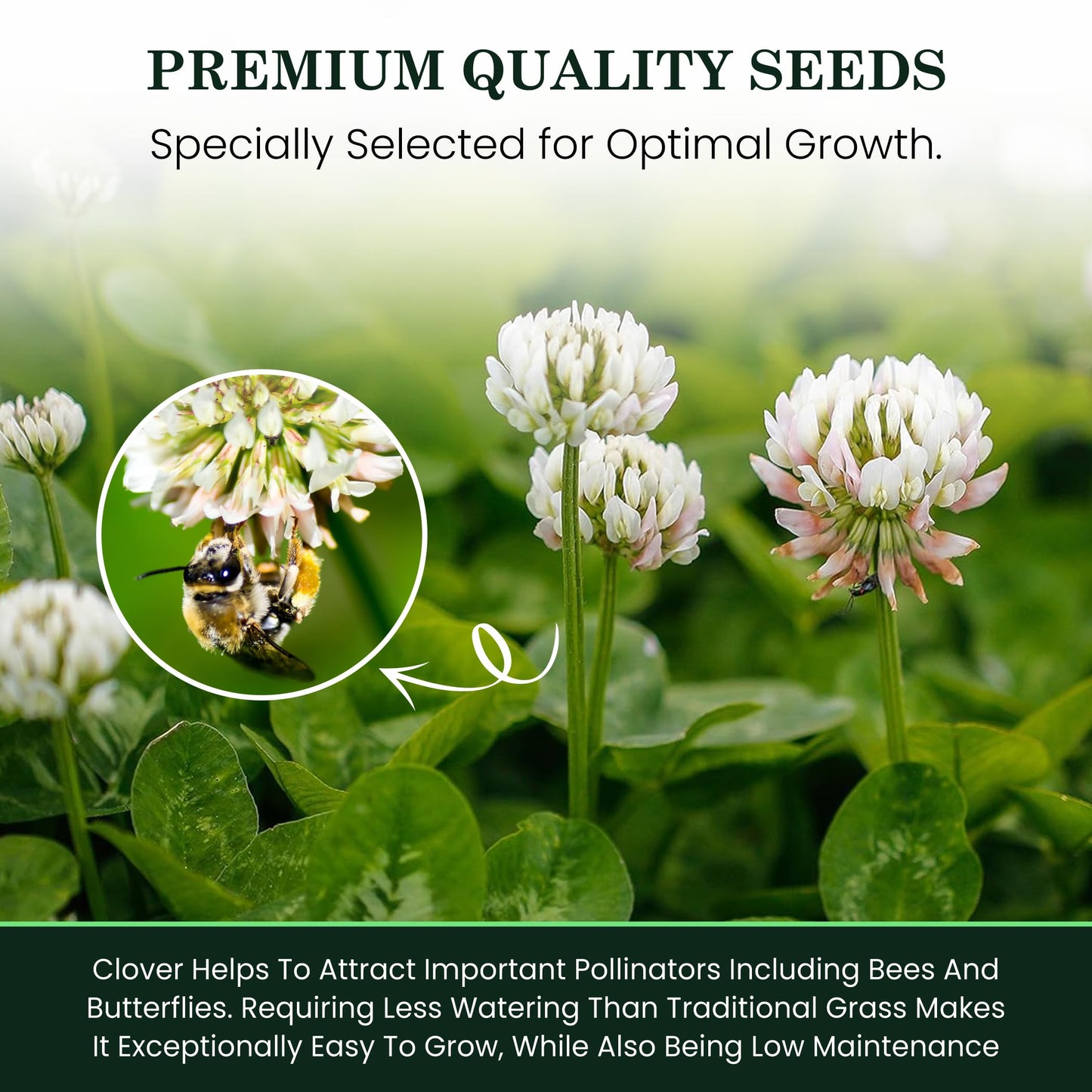 1 Pound Dutch Lawn Clover Seed | Made in Canada | Coated Seed for Canadian Lawns | Non GMO Lawn Seeds | White Flower Seeds | Perrenial Clover | Trefle Blanc | Micro Grass Seed