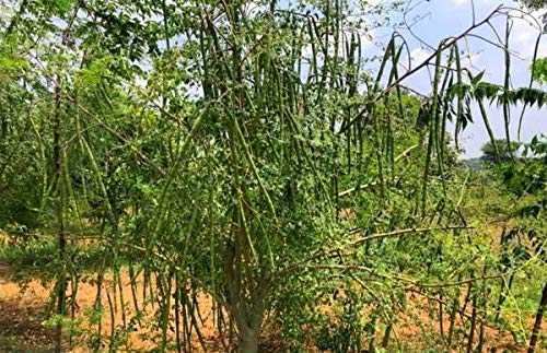 Yogi's Gift - Organic Moringa Oleifera Seeds 10 oz ~Approx 1000 Seeds | Indian Origin | Graines de Moringa