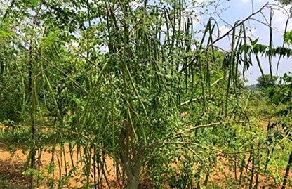 Yogi's Gift - Organic Moringa Oleifera Seeds 10 oz ~Approx 1000 Seeds | Indian Origin | Graines de Moringa
