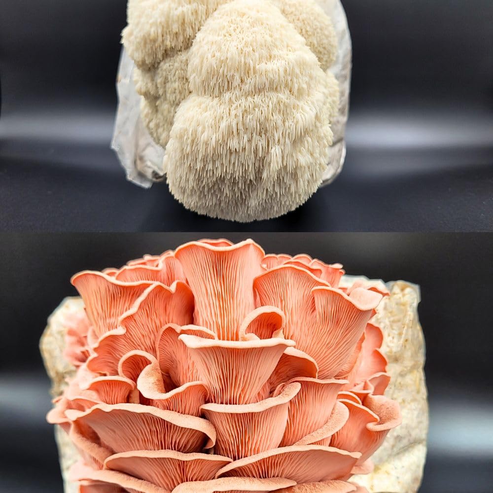 Rye Mushroom Grain Spawn | 2.5LB | Pre-Sterilized | Injection Port | Grow Mushrooms at Home | Made in Canada | Flatland Fungi