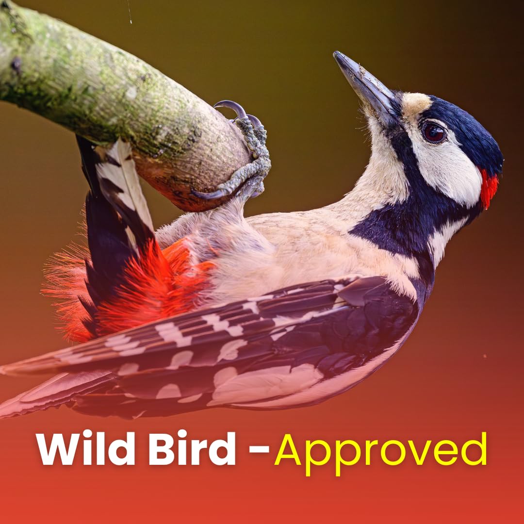 Chirp & Maple, Premium No Shell Peanuts for Wild Birds - Unsalted Raw Kernels, High Protein Wild Bird Food Attracts Blue Jays & Woodpeckers, 1KG Bag