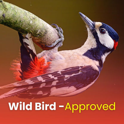 Chirp & Maple, Premium No Shell Peanuts for Wild Birds - Unsalted Raw Kernels, High Protein Wild Bird Food Attracts Blue Jays & Woodpeckers, 1KG Bag