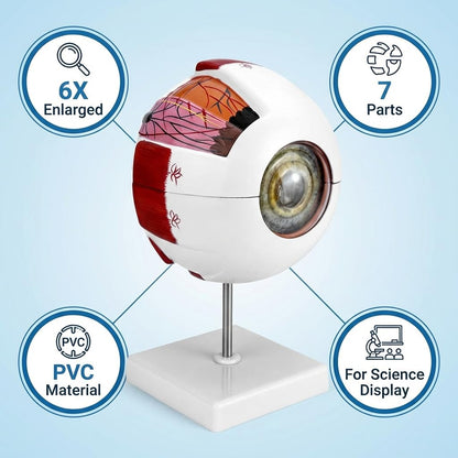 QWORK 6X Enlarged Human Eye Anatomy Model, Magnified Eyeball Model with Detachable Bracket, Anatomically Accurate Science Education Display Medical Teaching Education Human Eye Anatomical Model