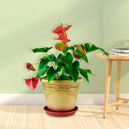 UOIENRT 12 Pcs Plant Saucer, 6/8.7/9.9 Inch Round Plastic Plant Trays, Garden Plant Saucer, Flower Pot Drip Trays for Outdoor and Indoor Plants