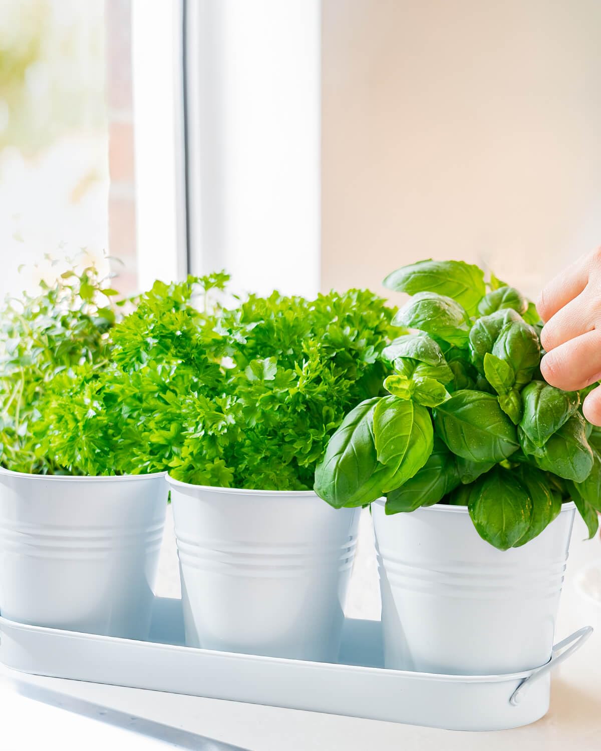vensovo Indoor Herb Planter Set with Tray - Metal Windowsill Herb Plant Pot with Drainage & Plug for Garden Planter Outdoor, White
