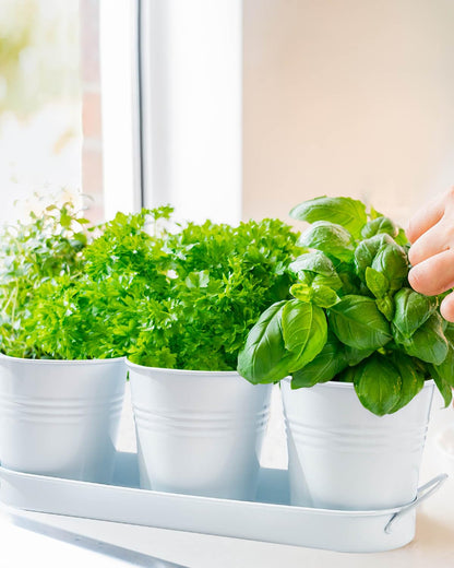 vensovo Indoor Herb Planter Set with Tray - Metal Windowsill Herb Plant Pot with Drainage & Plug for Garden Planter Outdoor, White