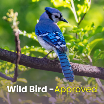 Chirp & Maple, Unsalted Peanuts in Shell for Wild Birds and Wildlife, Raw Unroasted, Podnuts - Wild Bird Food 1.3KG Bag