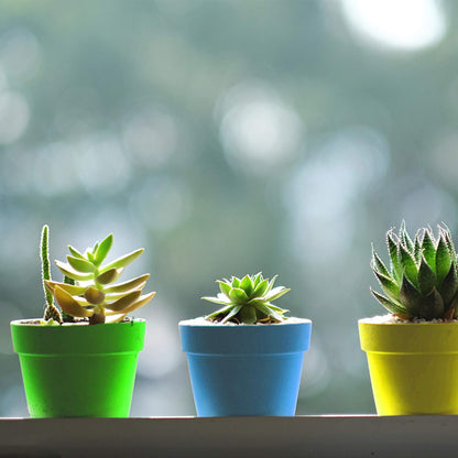 25 Packs Cupcake Plant Nursery Pots with Humidity Dome - 3" Flower Pots with with Lids & Trays - Planting Containers Cups for Indoor Outdoor Plant Succulent Display (Mixed Color)