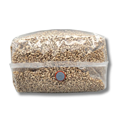 Rye Mushroom Grain Spawn | 2.5LB | Pre-Sterilized | Injection Port | Grow Mushrooms at Home | Made in Canada | Flatland Fungi
