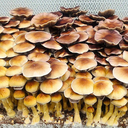 Rye Mushroom Grain Spawn | 2.5LB | Pre-Sterilized | Injection Port | Grow Mushrooms at Home | Made in Canada | Flatland Fungi
