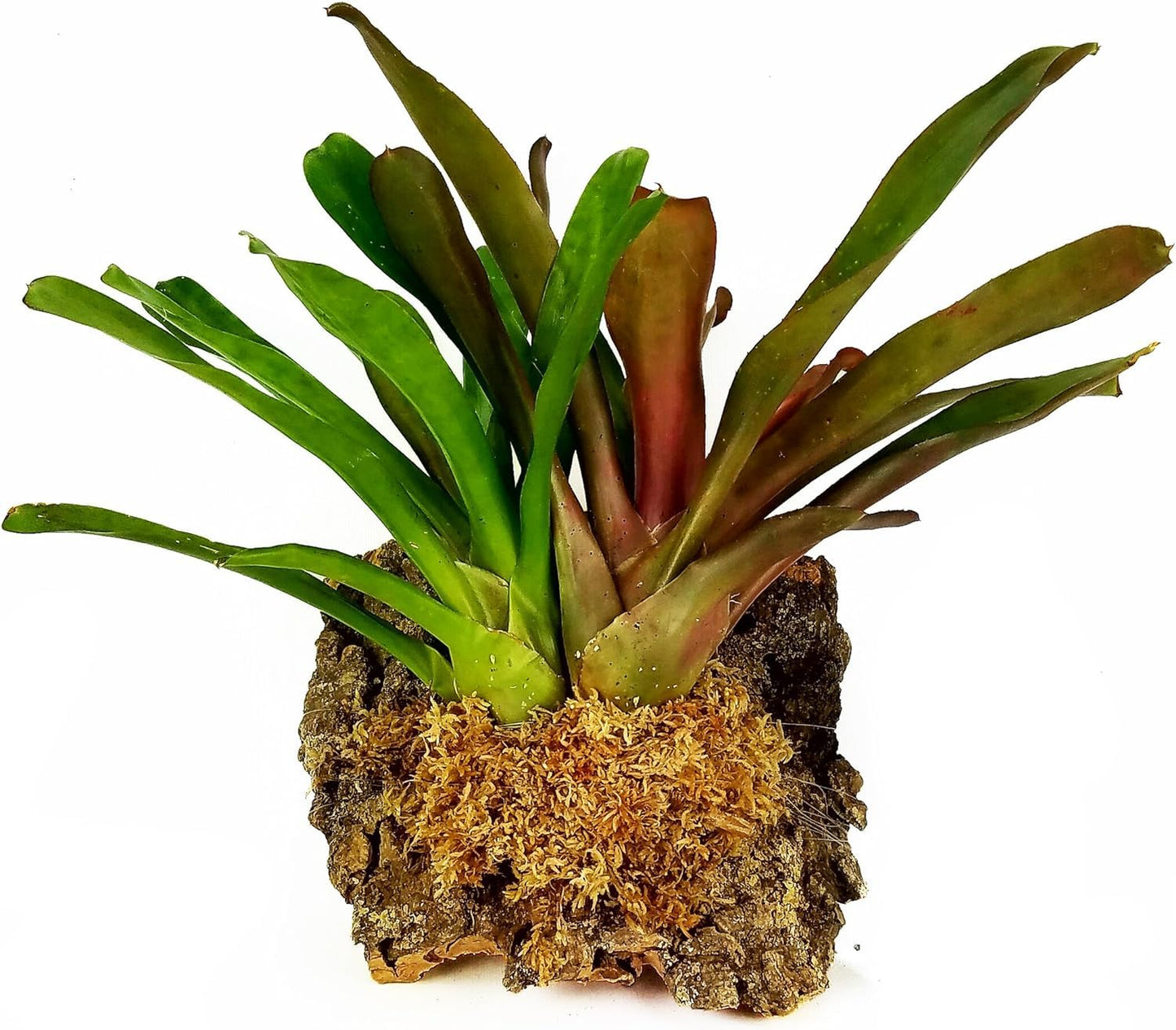 Spagmoss TM Premium New Zealand Sphagnum Moss 100 Grams Brick (8 Liters)