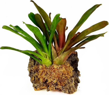 Spagmoss TM Premium New Zealand Sphagnum Moss 100 Grams Brick (8 Liters)