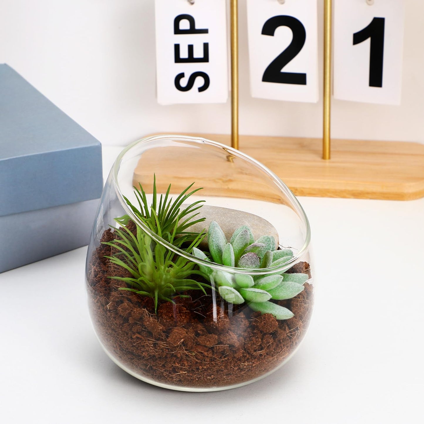 Toddmomy Slanted Mouth Glass Vase Plant Terrarium 1.86 Inch Transparent Planter for Indoor Succulents Moss Small Decorative Bowl Vase for Home Office Garden