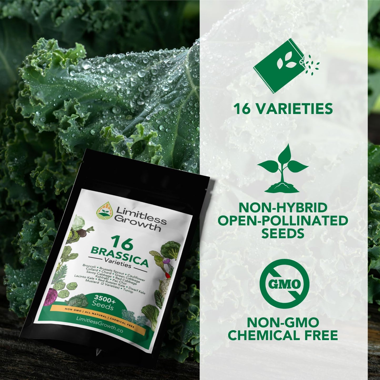 Brassica Varieties Seed Pack | 16 Varieties of Cool Weather Vegetable Seeds | Cabbage, Broccoli Seeds, & More, Easy to Grow for Canadian Gardens | Limitless Growth