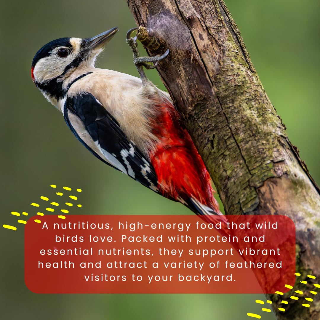 Chirp & Maple, Premium No Shell Peanuts for Wild Birds - Unsalted Raw Kernels, High Protein Wild Bird Food Attracts Blue Jays & Woodpeckers, 1KG Bag