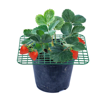 Pumtus 20 Pack Strawberry Plant Supports, Square Growing Rack with 4 Sturdy Legs, Plastic Strawberry Plant Stand Holder, Strawberry Growing Frame Holder Cage, Keeping Berries Clean