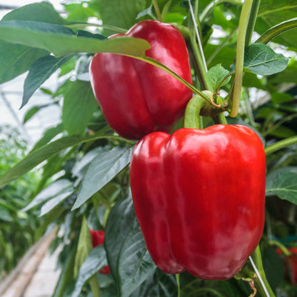Big A Pepper Fertilizer – Organic Plant Food for Pepper Plants and Containers – 12 oz Premium Blend for Vibrant Growth