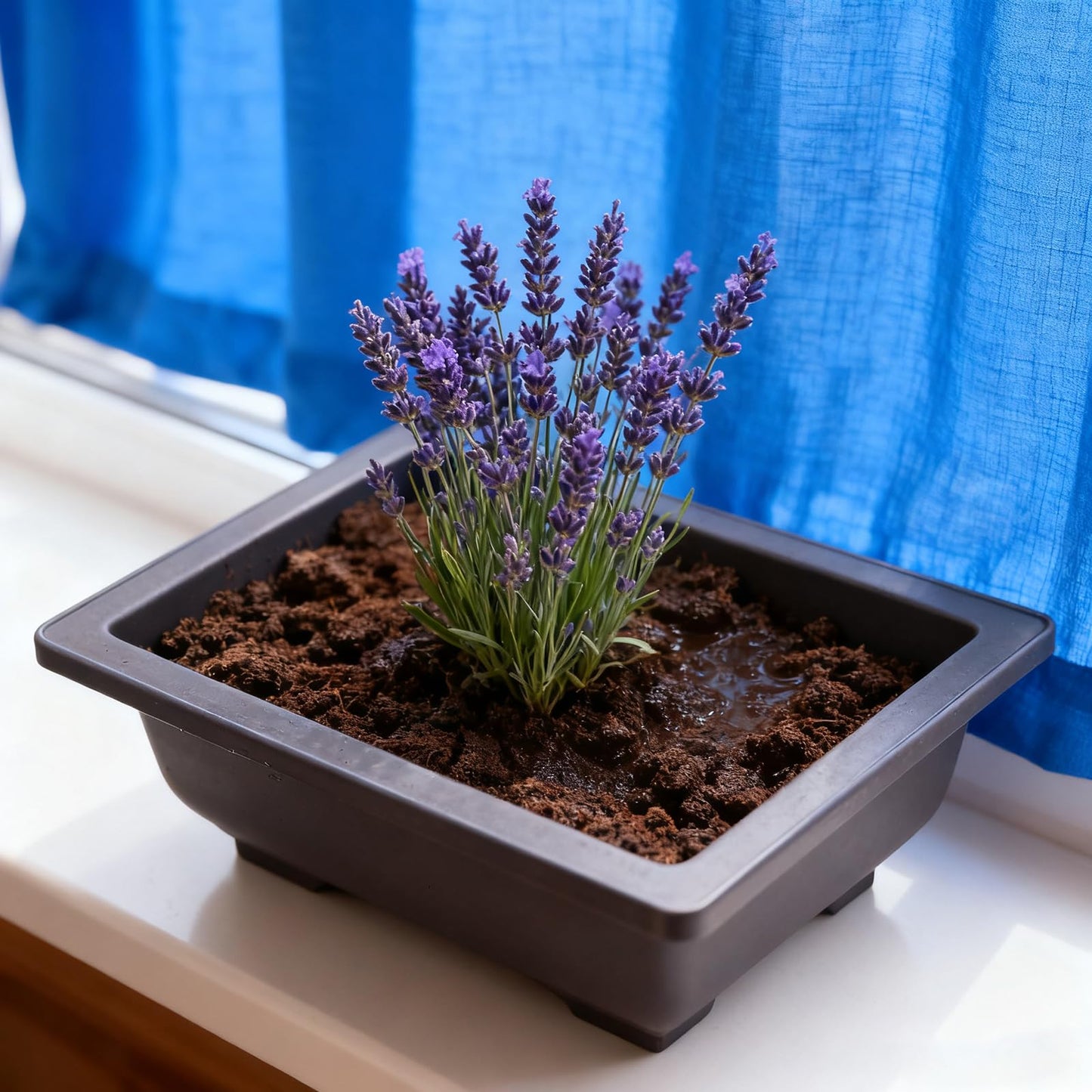 ZEONHEI 15 PCS 6.5 Inch Bonsai Training Pots, Rectangular Plastic Growing Pots with 15 PCS Trays, Flower Succulent Pots Container for Garden, Yard, Office, Balcony, Home Decoration ﻿
