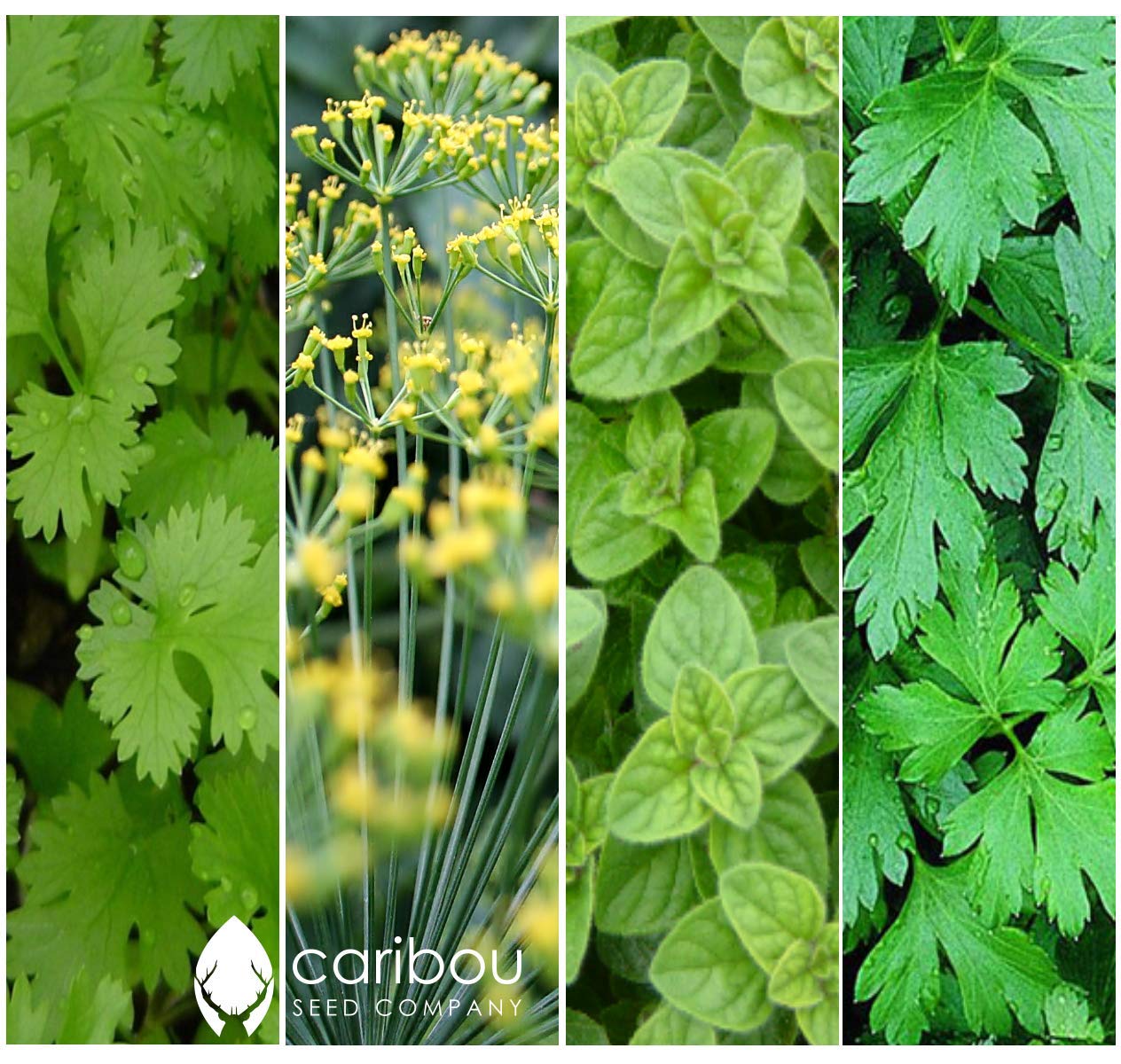 Caribou Seed Company | Chef's Herb Garden Seed Kit | Organic Seed from Canada | 10 Herbs: Arugula, Basil, Chives, Cilantro, Dill, Oregano, Parsley, Rosemary, Sage, Thyme