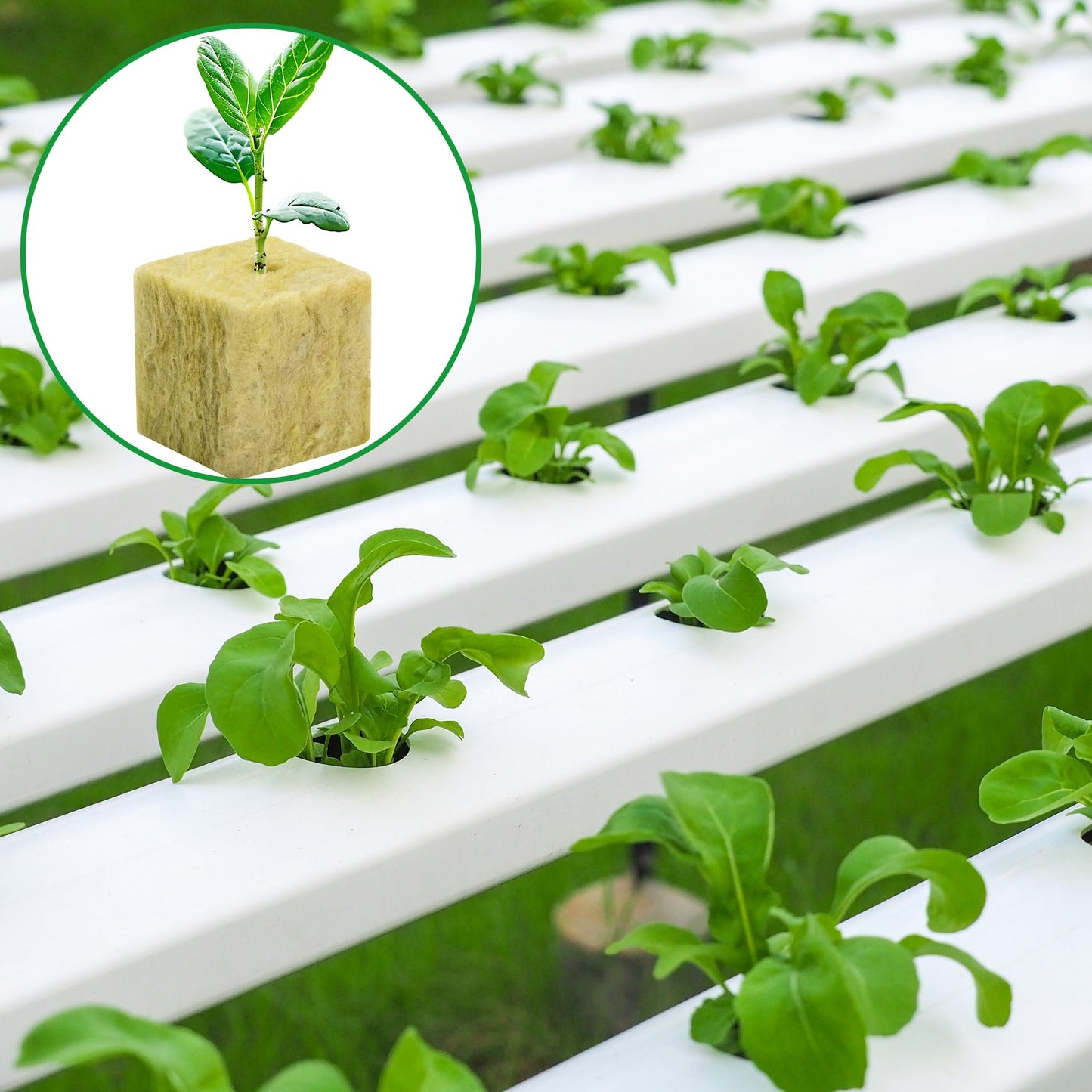 144Pcs Rockwool Grow Cubes - 1.5×1.2×1.2Inch Stonewool Starter Plugs for Rapid Plant Growth - Starter Cubes Plugs with Holes for Hydroponic, Seeds Germination and Soilless Growing