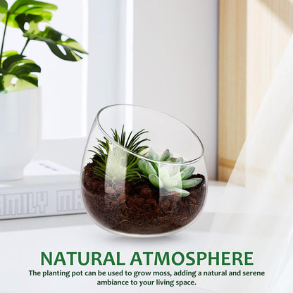 Toddmomy Slanted Mouth Glass Vase Plant Terrarium 1.86 Inch Transparent Planter for Indoor Succulents Moss Small Decorative Bowl Vase for Home Office Garden