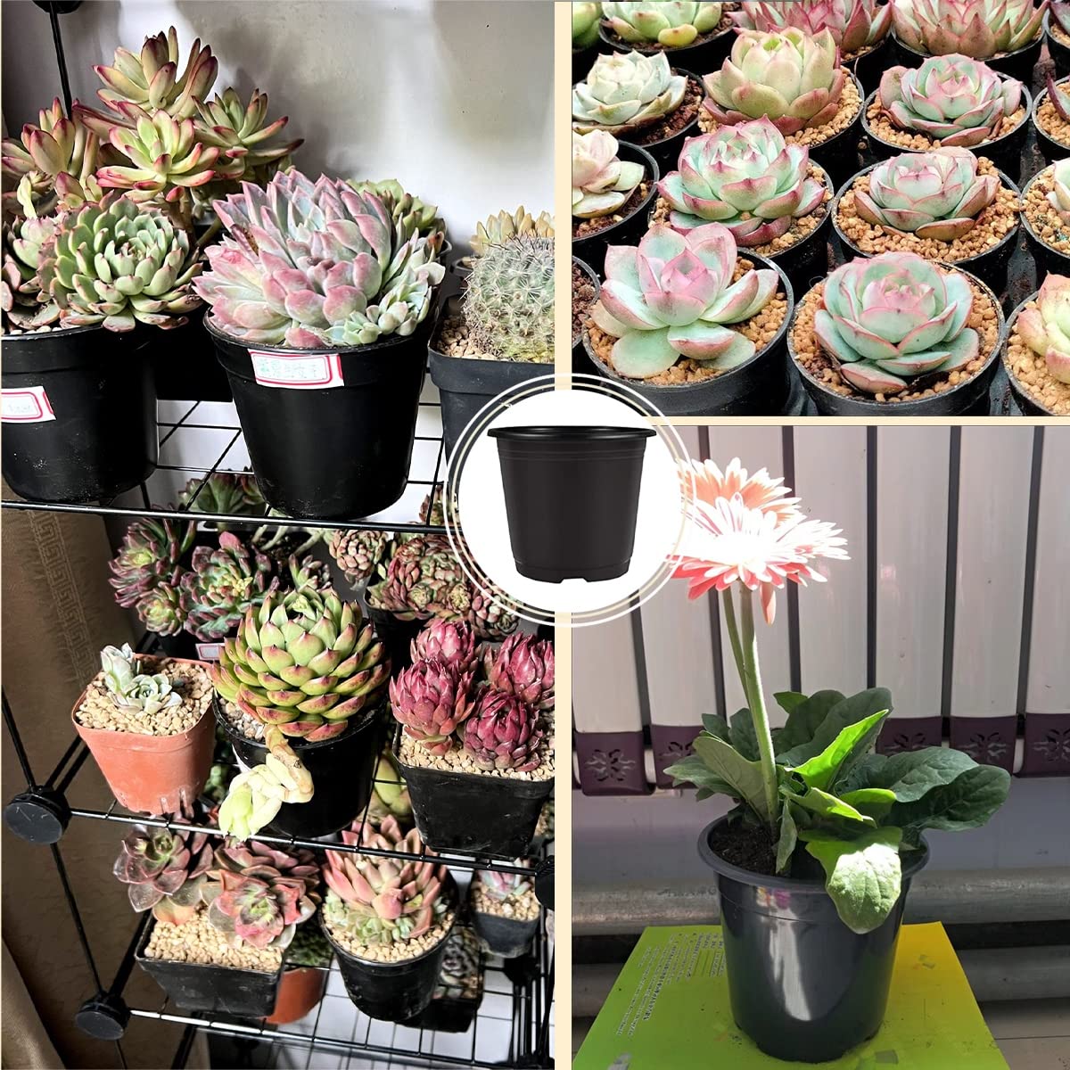 Plastic Plant Pot 50PCS 6inch Nursery Pots Flower Pots Seed Pot Starter Pot for Seedling Nursery Supplies Grow Pot Planter Flower Pot Container for Seedling Cultivation (Black)
