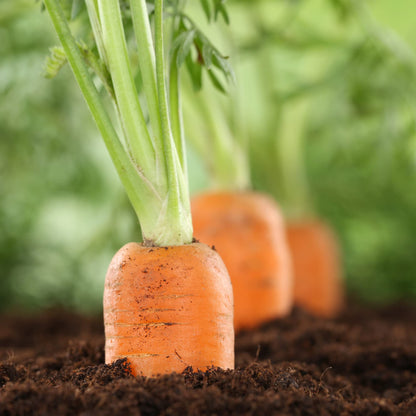 Big A Carrot Fertilizer and Root Vegetable Fertilizer – 13.5oz Premium Organic Plant Food for Indoor and Outdoor Vegetable Garden