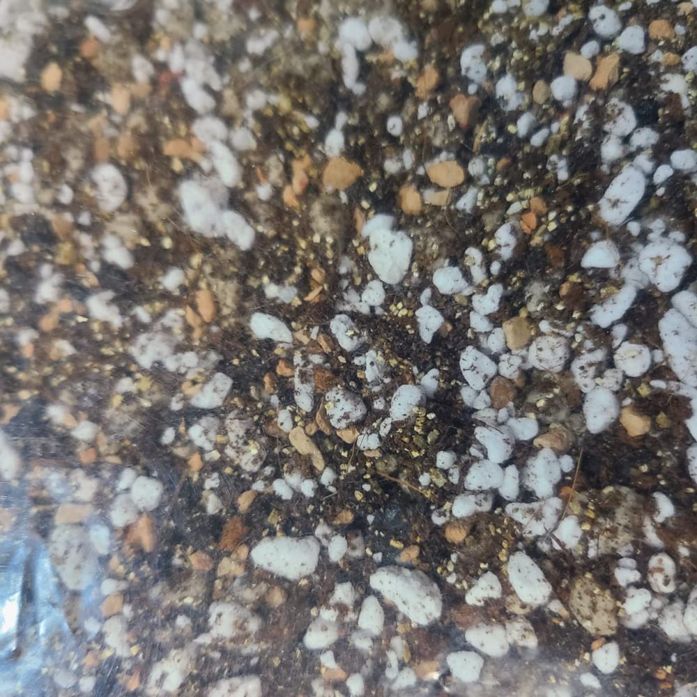 M.M BASICS Succulent Soil Mix/Cactus Soil, Mixed with Volcanic Pumice, Coarse Perlite, Calcined Clay, Black Lava Rocks, Fine Vermiculite and Coco Coir, Well-Draining and Healthy Roots, (2.5 litres)