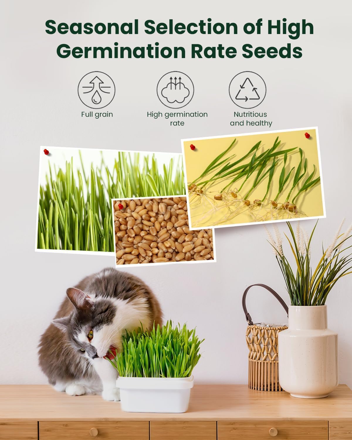 Cat Grass Kit for Indoor Cats - 3 Pack | Pet Wheat Grass Seeds, Grows in 7 Days | Digestive Health & Reduces Hairball | Gift for Cat Lovers with BPA-Free Planters, Soil & Cat Grass Seeds