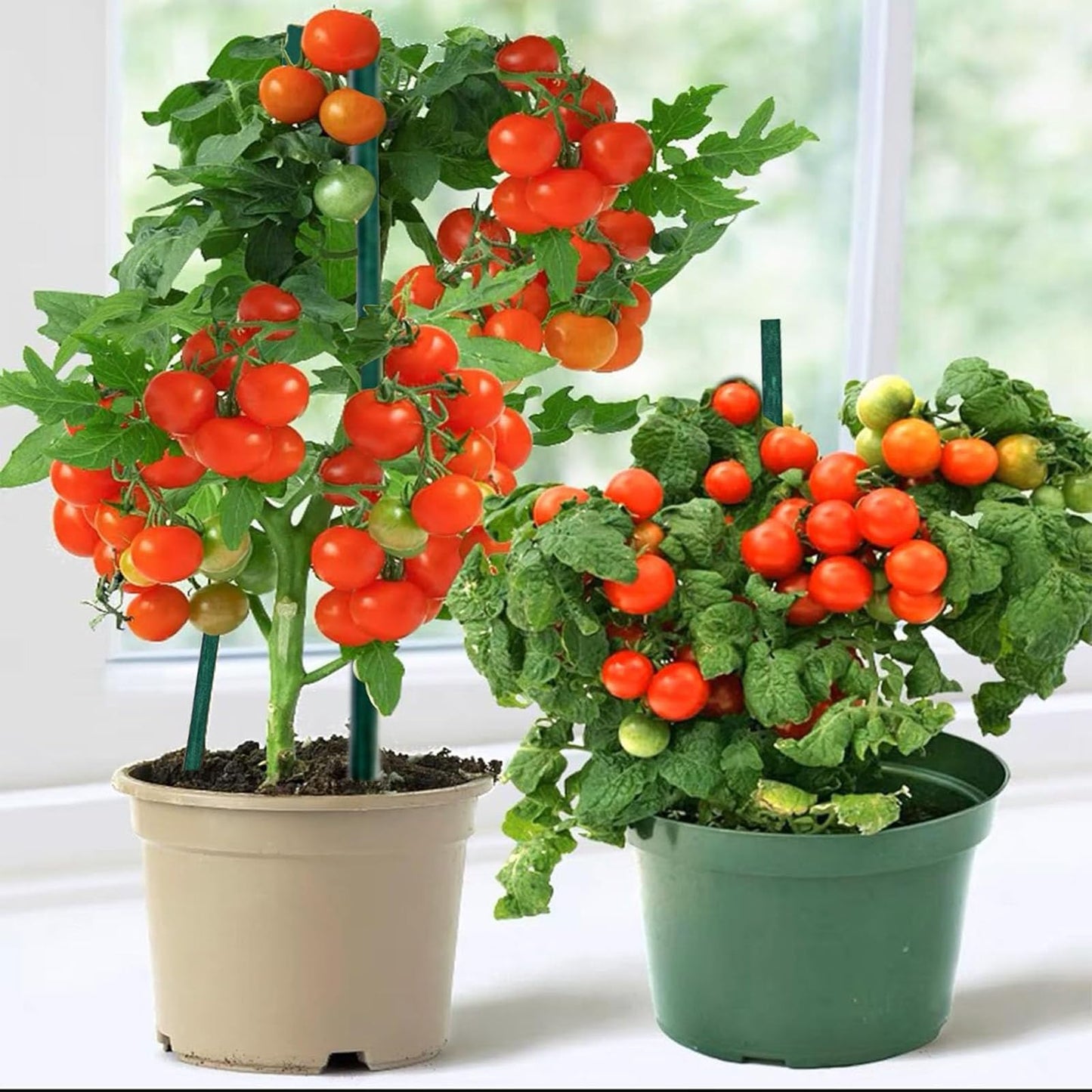 BetterJonny 100Pcs Plant Support Stakes With 100Pcs Ties - 15.7 Inches Bamboo Sticks for Indoor Potted Plants, Home Flower Shop Garden Floral Support
