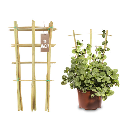 10 Pack Bamboo Trellis for Climbing Plants, 16 Inch Garden Ladder Trellis for Potted Plants Indoor, Fan-Shaped Small Plant Support Trellis for Houseplants Ivy Hoya Vine Monstera