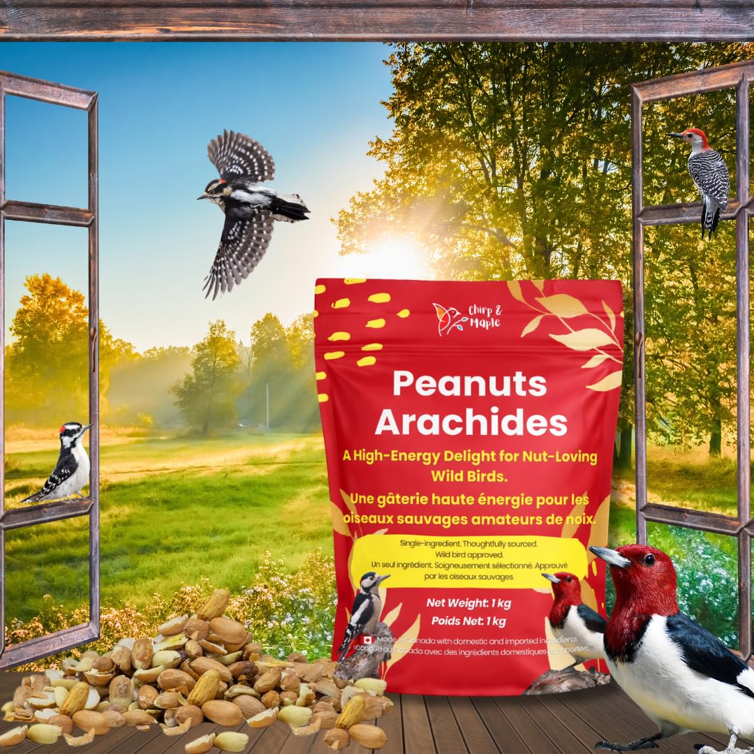 Chirp & Maple, Premium No Shell Peanuts for Wild Birds - Unsalted Raw Kernels, High Protein Wild Bird Food Attracts Blue Jays & Woodpeckers, 1KG Bag
