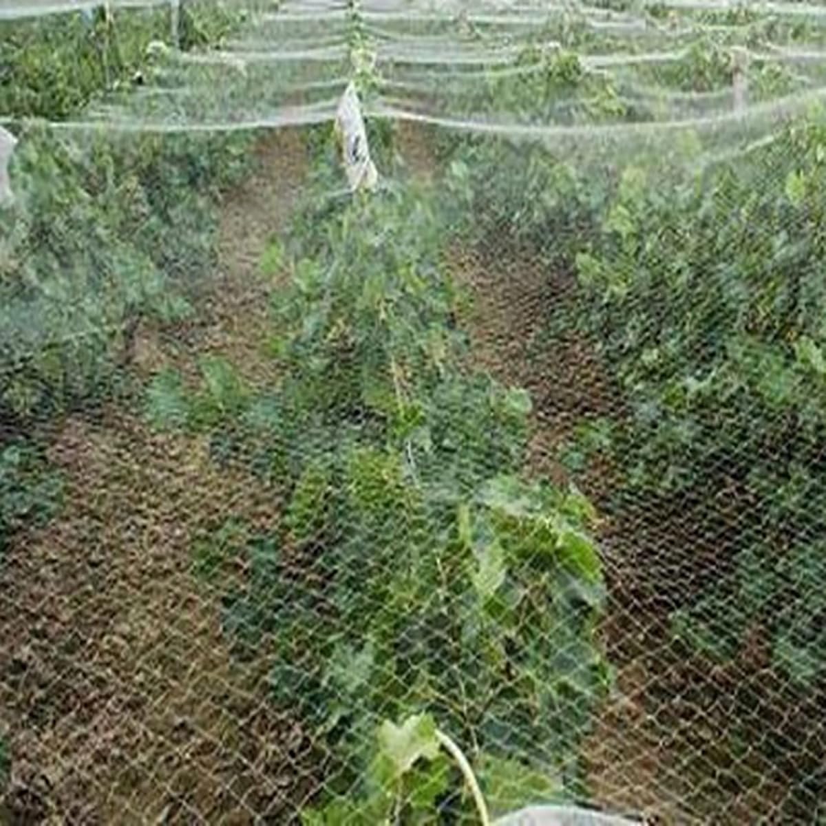 VASLON 33 x 16 Ft Anti Bird Net Reusable Nylon Anti Bird Mesh Netting Garden Bird Netting Protect Plants Fruit Trees Crops from Birds Rodents Deer Poultry