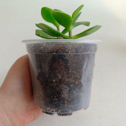 Clear Nursery Pots 20PCS 6" Plastic Plant Pot Transparent Flower Pots Seed Pot Starter Pot for Seedling Nursery Supplies Grow Pot Planter Flower Pot Container for Seedling Cultivation(Clear)