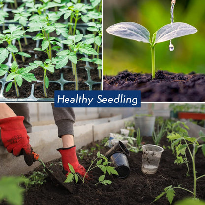 25 Packs Sachets Flowers Varieties Heirloom Seeds Packets Seeds with 25 Planting Labels 100% Non-GMO. Sachets de graines potagères