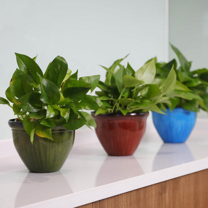 Worth Garden 8-Inch Dia. Round Blue Plastic Planters with Drain Holes, 5.9-Inch Height - 2-Pack Glossy Finish Bell-Shaped Plant Pot – Lightweight Indoor/Outdoor Flower Pots