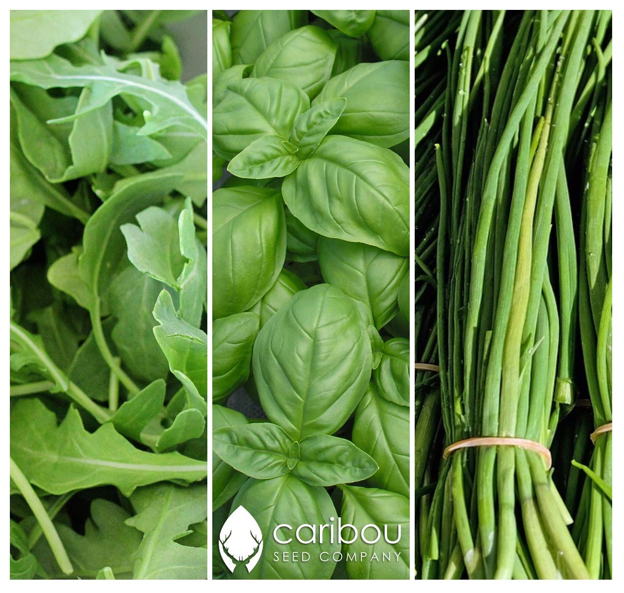 Caribou Seed Company | Chef's Herb Garden Seed Kit | Organic Seed from Canada | 10 Herbs: Arugula, Basil, Chives, Cilantro, Dill, Oregano, Parsley, Rosemary, Sage, Thyme