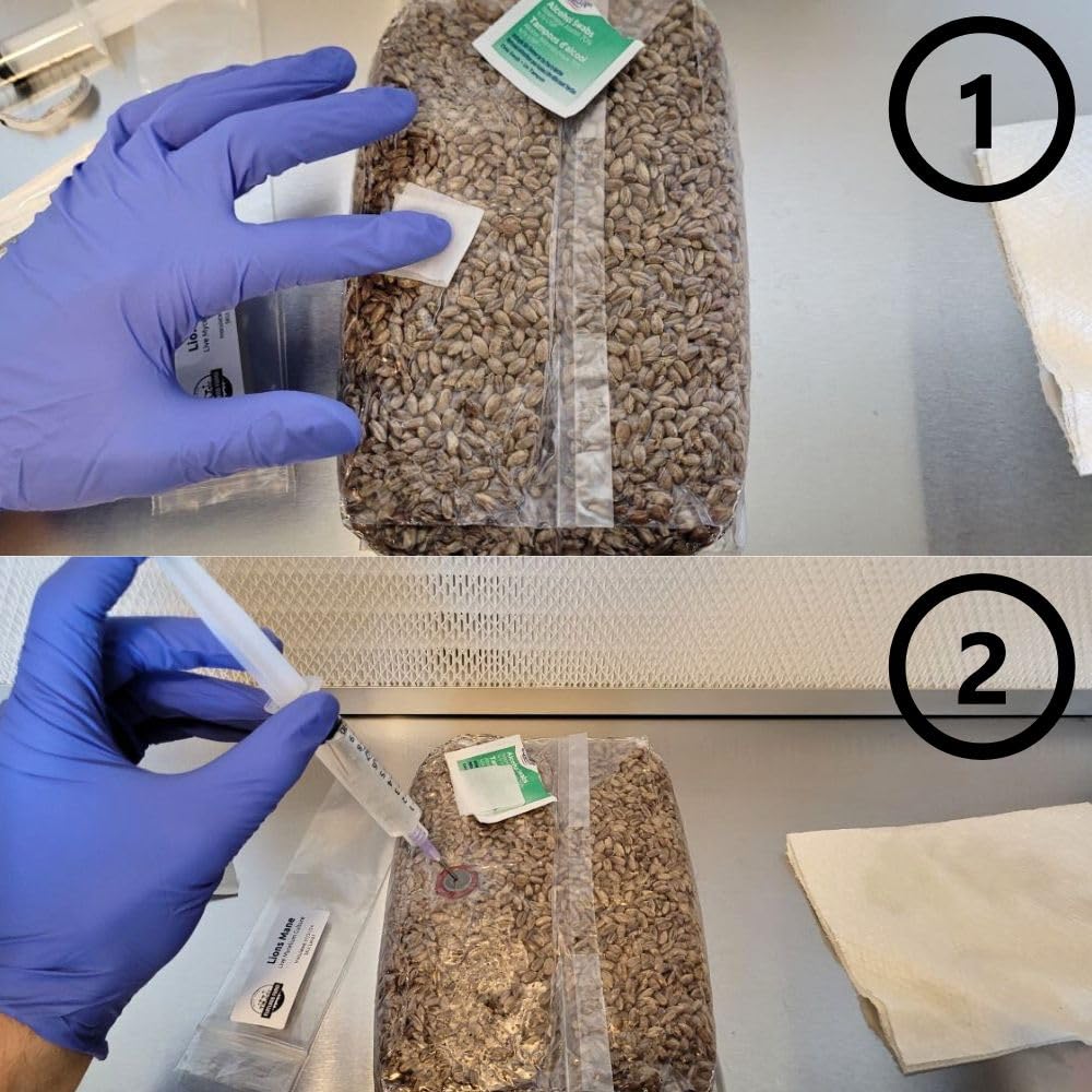 Rye Mushroom Grain Spawn | 2.5LB | Pre-Sterilized | Injection Port | Grow Mushrooms at Home | Made in Canada | Flatland Fungi
