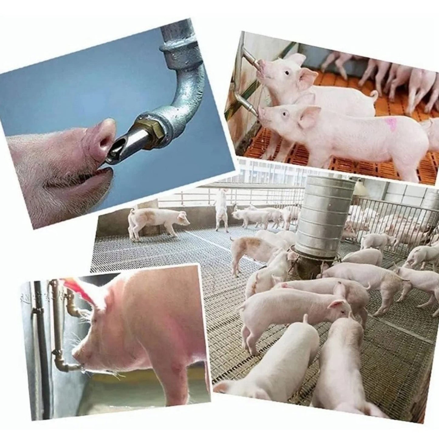 10 Pcs Stainless Steel Nipple Waterer, Automatic Poultry Waterers for Cattle Horses Pigs Sows Dogs Prevent Leakage Poultry Watering Drinker Nipple