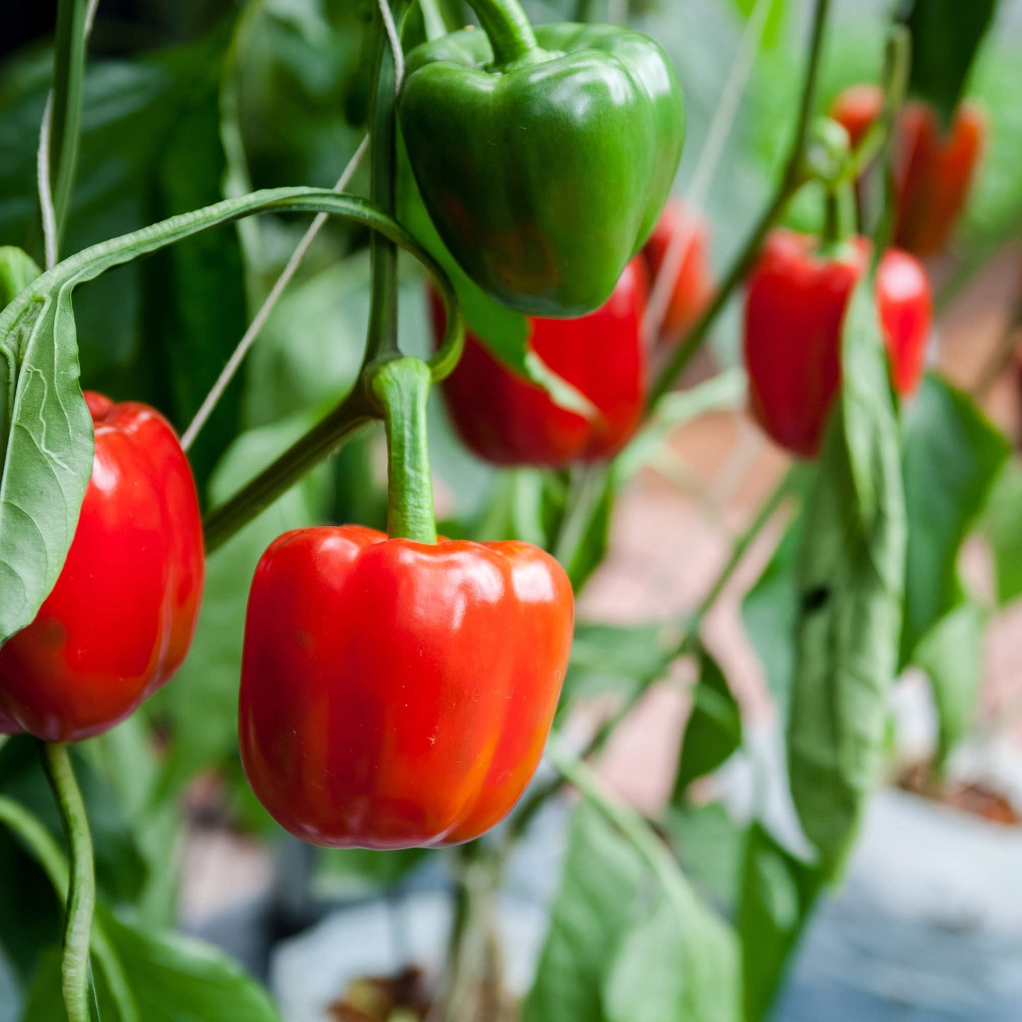 Big A Pepper Fertilizer – Organic Plant Food for Pepper Plants and Containers – 12 oz Premium Blend for Vibrant Growth