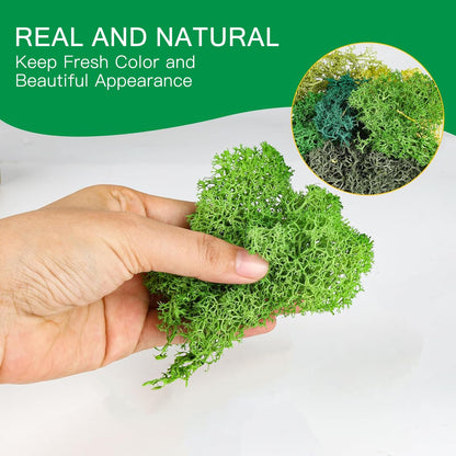 XIEJ Moss - Moss for Plants in 6 Colours, 240g Preserved Moss, Real Durable Natural Decorative Moss for Moss Picture Crafting/Decoration and Model Making Easter Decoration
