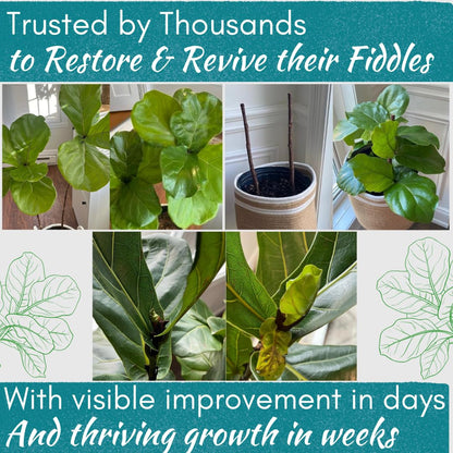 Fiddle Leaf Fig Rescue Drops by Fiddle Leaf Fig Plant Resource | 3-in-1 Liquid Fertilizer, Root Supplement & Immunity Booster (3.3 Fluid Ounces - 100ml)