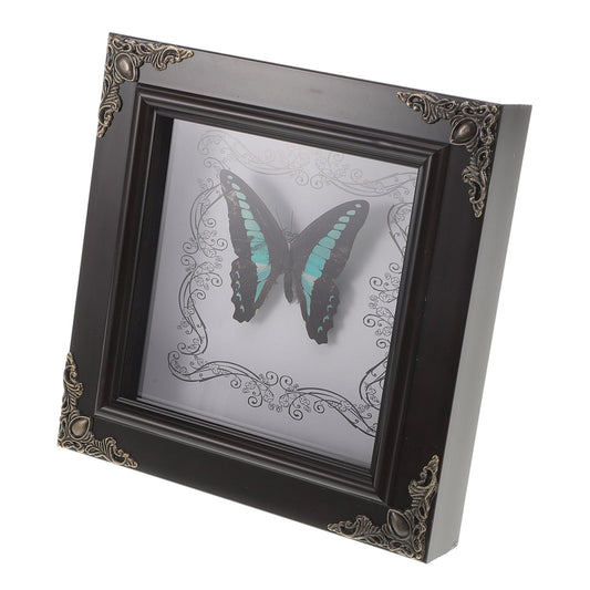 SKISUNO Real Butterfly Specimen Frame Vintage European Style Decorative Butterfly Display Frame for Home Office Desk and Bookshelf Decor 6.65X6.65X1.10In