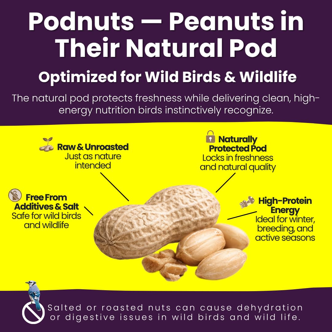 Chirp & Maple, Unsalted Peanuts in Shell for Wild Birds and Wildlife, Raw Unroasted, Podnuts - Wild Bird Food 1.3KG Bag