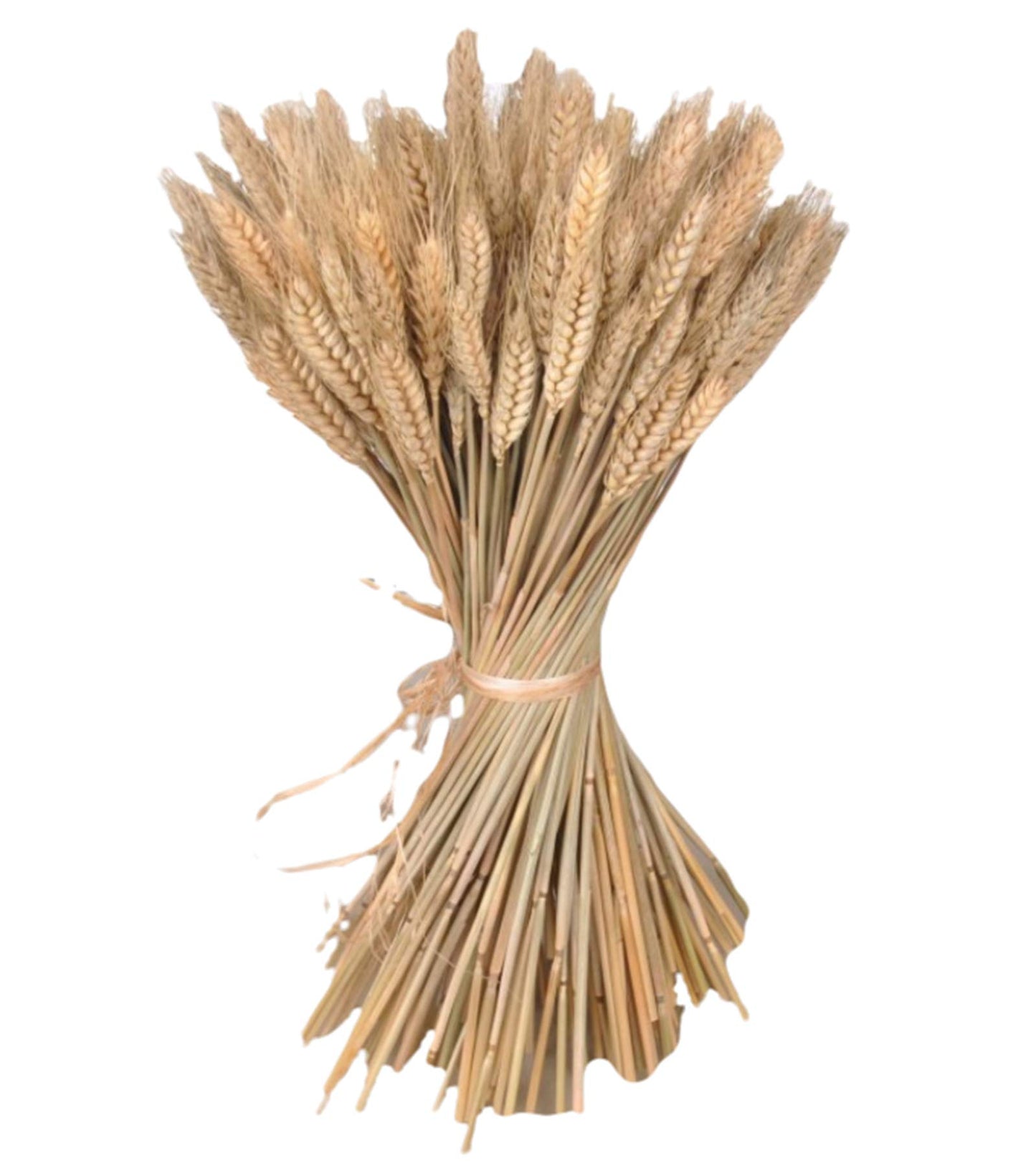 yarlung 300 Stems 16 Inch Dried Wheat Sheaves, Natural Wheat Stalks Bundle Fall Arrangement for DIY Craft, Home Table, Wedding