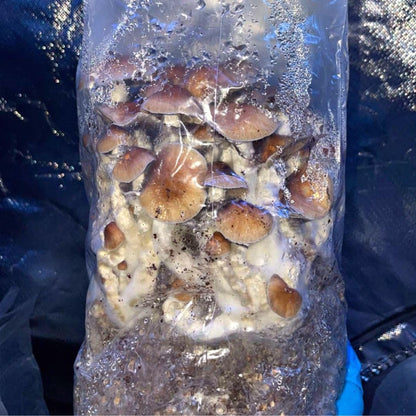 Rye Mushroom Grain Spawn | 2.5LB | Pre-Sterilized | Injection Port | Grow Mushrooms at Home | Made in Canada | Flatland Fungi