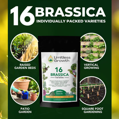 Brassica Varieties Seed Pack | 16 Varieties of Cool Weather Vegetable Seeds | Cabbage, Broccoli Seeds, & More, Easy to Grow for Canadian Gardens | Limitless Growth