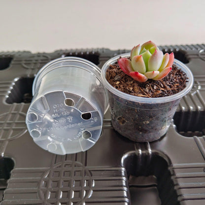 Clear Nursery Pots 20PCS 6" Plastic Plant Pot Transparent Flower Pots Seed Pot Starter Pot for Seedling Nursery Supplies Grow Pot Planter Flower Pot Container for Seedling Cultivation(Clear)